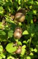 Dioscorea glabra