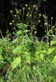 Dipsacus pilosus