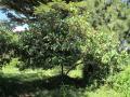 Dombeya torrida