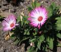 Dorotheanthus bellidiformis