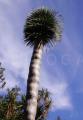 Dracaena draco