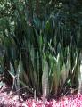 Dracaena roxburghiana