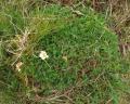 Dryas octopetala