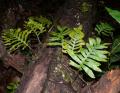 Drynaria parishii
