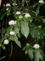 Duperrea pavettifolia
