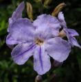 Duranta erecta