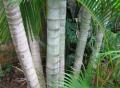 Dypsis lutescens