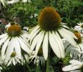 Echinacea purpurea