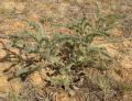 Echium asperrimum