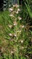 Echium boissieri