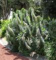Echium candicans