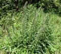 Echium lusitanicum