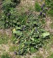 Echium plantagineum