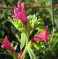 Echium tuberculatum