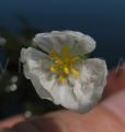 Egeria densa