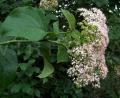 Ehretia cymosa