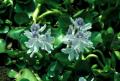 Eichhornia crassipes