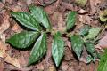 Elatostema parvum