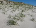 Elymus farctus
