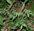 Embelia ribes
