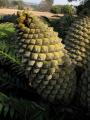 Encephalartos senticosus