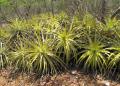 Encholirium spectabile