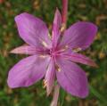 Epilobium dodonaei