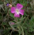 Epilobium hirsutum