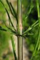 Equisetum arvense
