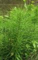 Equisetum telmateia