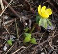 Eranthis hyemalis