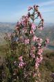 Erica australis