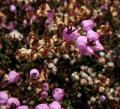 Erica umbellata