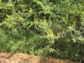 Eriosema psoraleoides