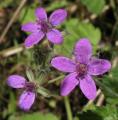 Erodium malacoides