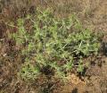 Eryngium campestre