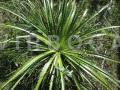 Eryngium horridum