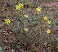 Erysimum crepidifolium