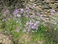 Erysimum linifolium