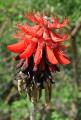 Erythrina abyssinica