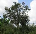 Erythrina senegalensis