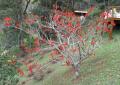 Erythrina speciosa