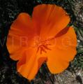 Eschscholzia californica