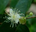 Eugenia uniflora