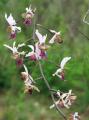 Eulophia cristata
