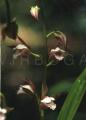 Eulophia spectabilis