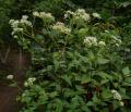 Eupatorium chinense