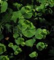 Euphorbia amygdaloides
