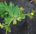 Euphorbia azorica