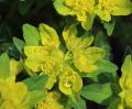 Euphorbia epithymoides